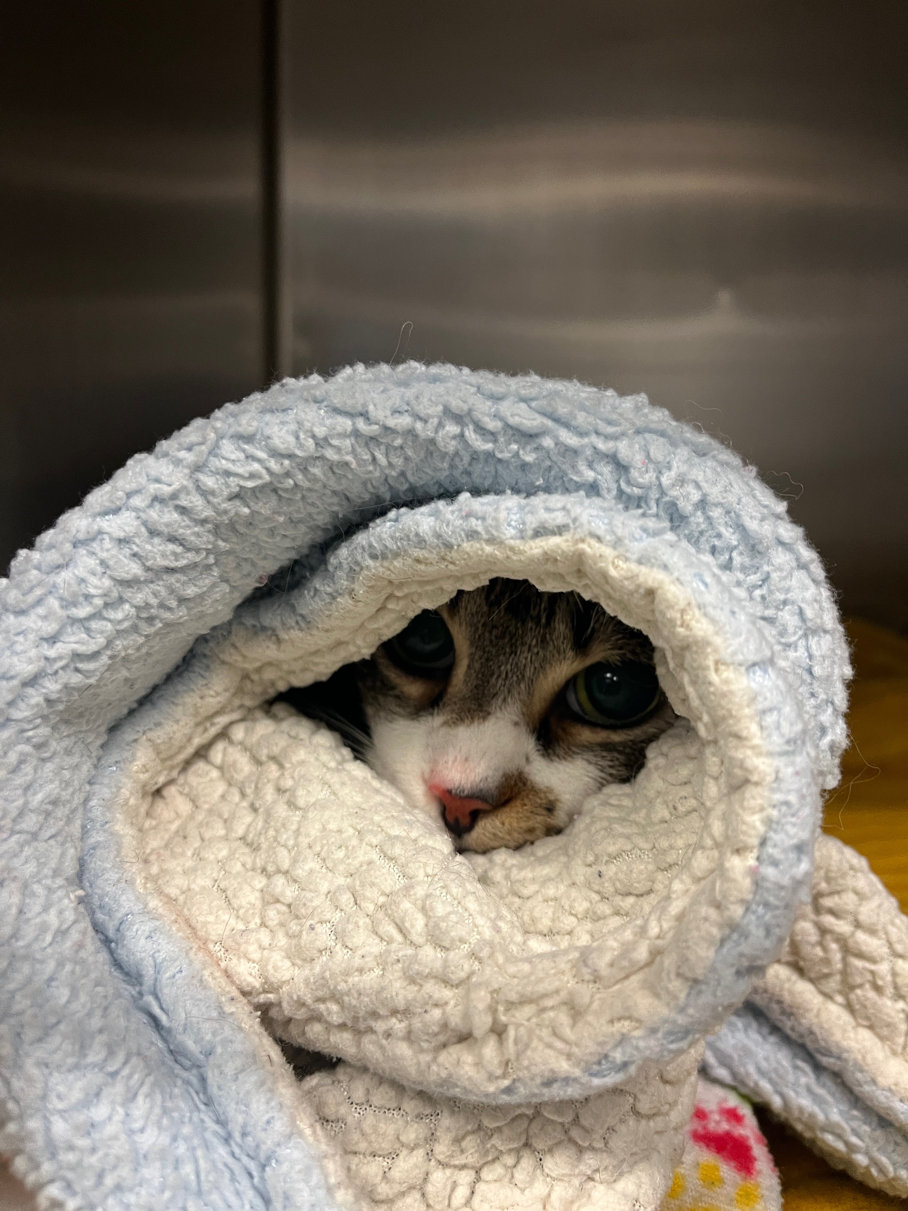Daisy hiding under a blanket